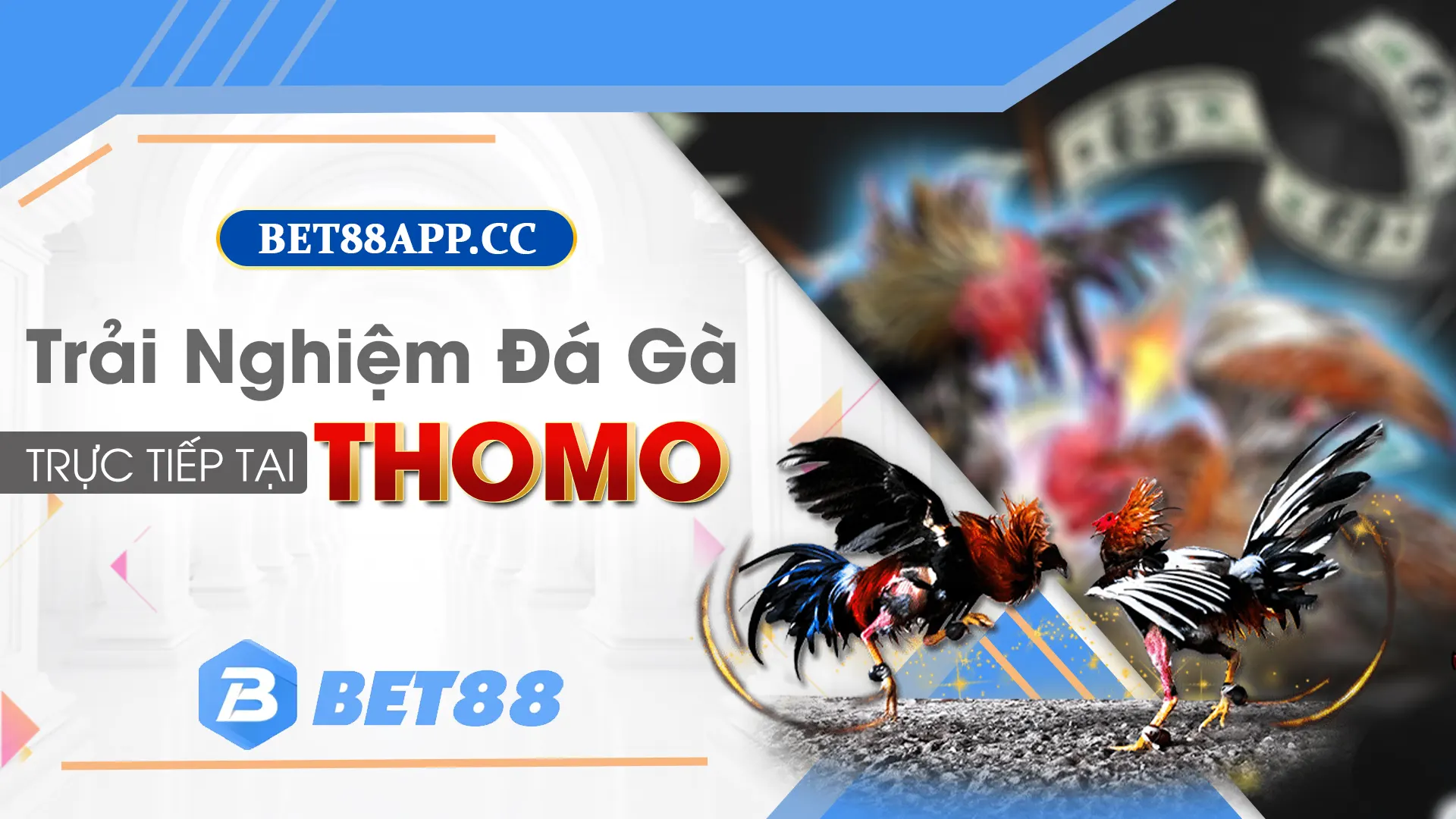 Kinh nghiệm chơi đá gà thomo tại bet88